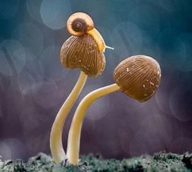 网页攻击器教程